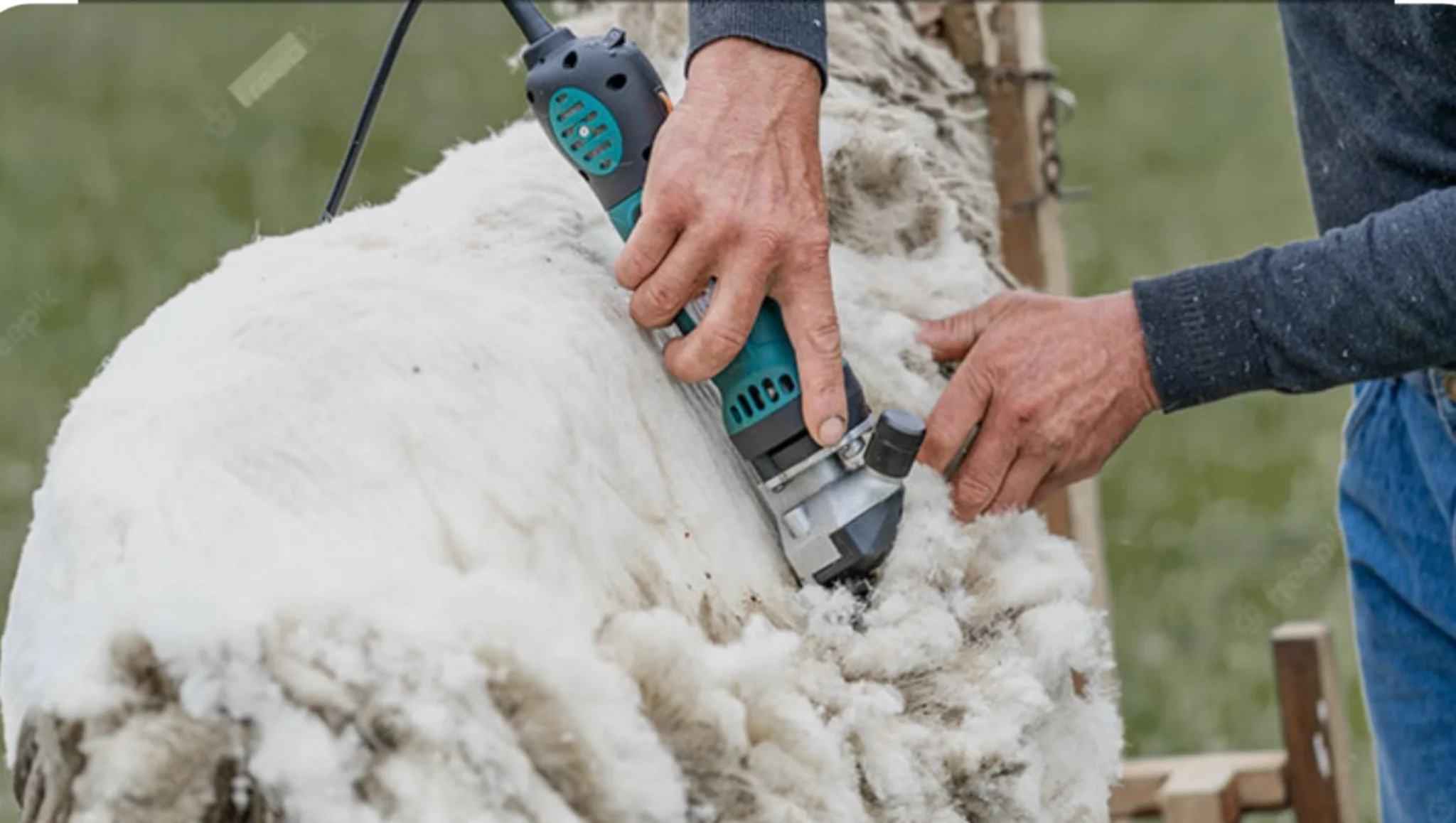 Shearer shearing a sheep by hand to harvest raw wool